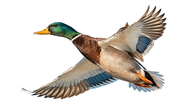 Mallard Duck in Flight Detailed Wing Structure Against Isolated Transparent Space