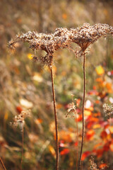 Old dry plants