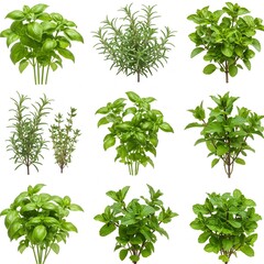 Fototapeta premium Various green herb plants fresh and aromatic isolated on white background 