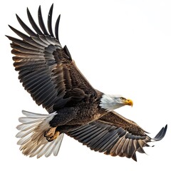 Fototapeta premium american bald eagle
