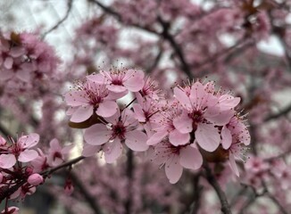 pink cherry blossom in spring
