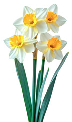 daffodils bouquet - white and yellow spring flowers