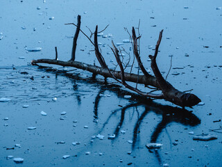 dead tree in water
