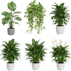 Fototapeta premium Various lush green bathroom plants with ceramic pots isolated on white background 
