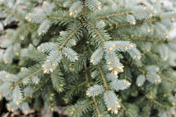 Close up background of a Christmas tree branch. Springtime. Gardening concept