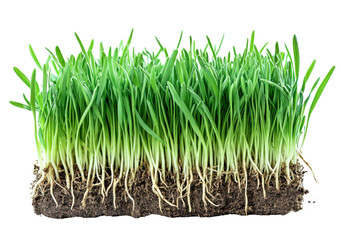 green grass with roots - isolated on white background