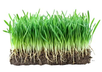 green grass with roots - isolated on white background