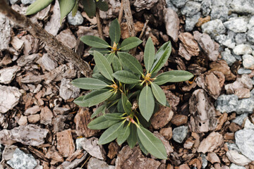 A rhododendron bush in a flowerbed has sprouted leaves in spring. Nature awakens in spring. Springtime. Gardening concept