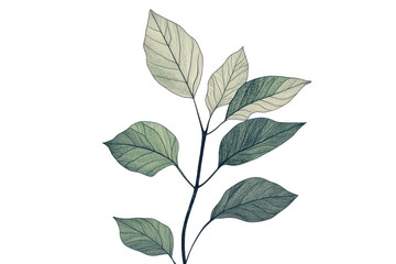 Fototapeta premium Minimalist botanical illustration of green leaves