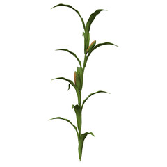 corn plant