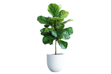 3D render of a fiddle leaf fig tree in a white ceramic pot with minimalist decor.