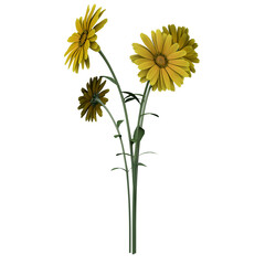 daisises flower 3d