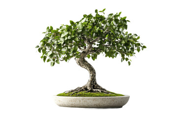 Bonsai tree with curved trunk and lush foliage in minimalist composition.