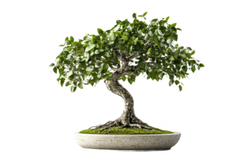 Bonsai tree with curved trunk and lush foliage in minimalist composition.