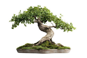 Bonsai tree with curved trunk and lush foliage.