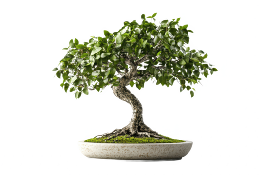 Bonsai tree with curved trunk and lush foliage in minimalist composition.