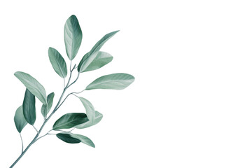 Fototapeta premium Botanical illustration of a green-leafed branch in minimalist style.