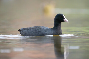 The Eurasian Coot (Fulica atra) is a black waterbird with a white frontal shield, a strong swimmer, found in wetlands, lakes, and ponds.