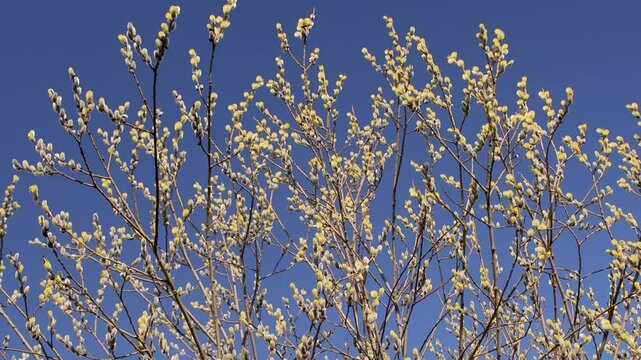A display of Salix caprea when it blooms in spring. Yellow catkins adorn the branches, set against a bright blue sky, highlighting the beauty of nature.