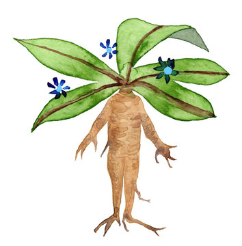 Watercolor illustration of Mandragora officinarum with green leaves and flowers
