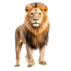 Obraz premium Majestic lion with a full mane standing against a transparent background. Concept of wildlife, strength, and nature.