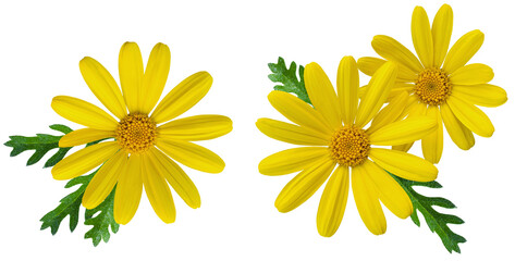 yellow chrysanthemum flower with green leaves isolated on transparent background