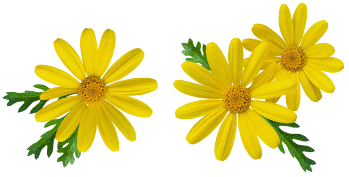 yellow chrysanthemum flower with green leaves isolated on transparent background