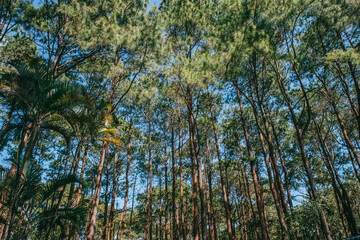 Towering Trees: A captivating view of a towering forest, where sunlight filters through the dense canopy.