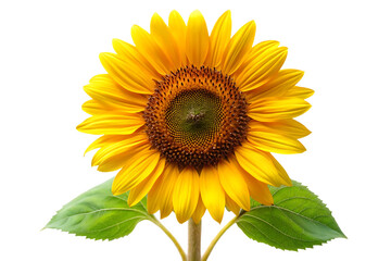 Obraz premium helianthus flower image isolated on transparent