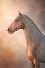 Palomino teke horse portrait