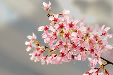 Early spring tree prunus campanulata okame in bloom