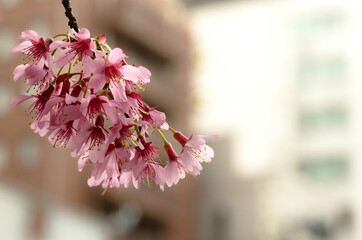 Early spring tree prunus campanulata okame in bloom