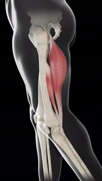 Biceps Femoris Muscle Movement Side View Vertical Video