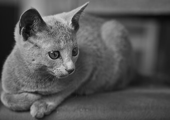 Schwarz-weiß Porträt eines Russisch Blau Kitten