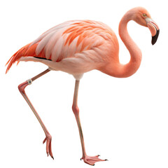 Fototapeta premium Flamingo AI Generated Image