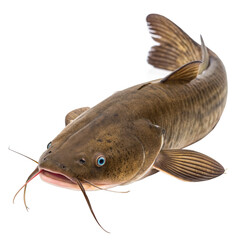 Flathead Catfish AI Generated Image