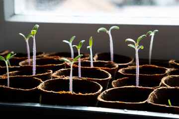 Tomato seedlings growing on a windowsill in natural sunlight