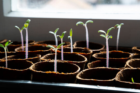 Tomato seedlings growing on a windowsill in natural sunlight