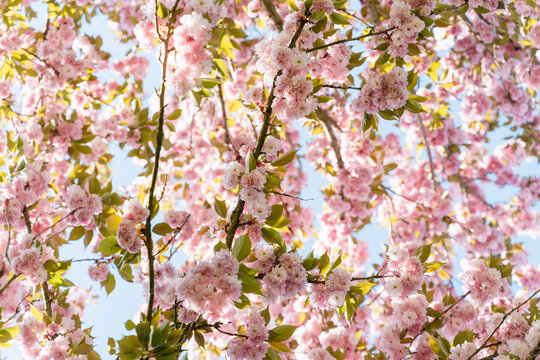 Cherry blossom tree with pink flowers in full bloom outdoors