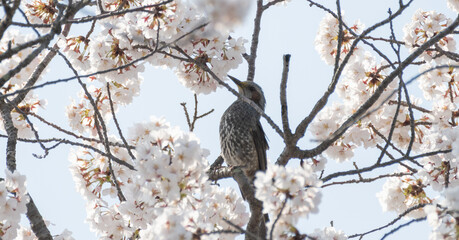 満開の桜と可愛い野鳥