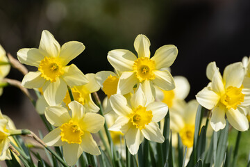満開の水仙の花
