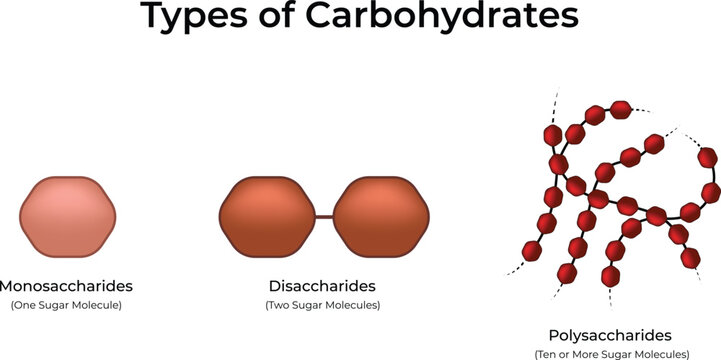 Types of Carbohydrates Monosaccharides Disaccharides and Polysaccharides Vector Illustration