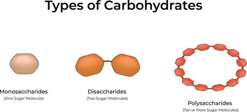Types of Carbohydrates Monosaccharides Disaccharides and Polysaccharides Vector Illustration