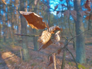 butterfly on the tree