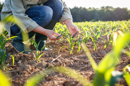 Farmer examining growth of plants in corn field. Maize crop seedling. Spring agriculture activity
