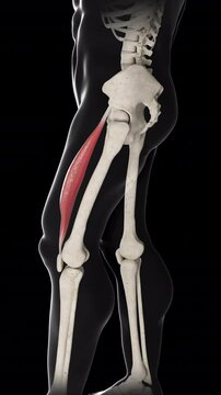 Rectus Femoris Muscle Movement Side View Vertical Video