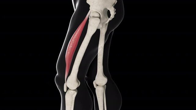 Rectus Femoris Muscle Movement Side View