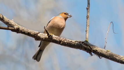 red backed shrike