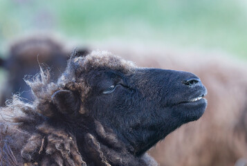 Mouton noir de profil en gros plan © benjamin