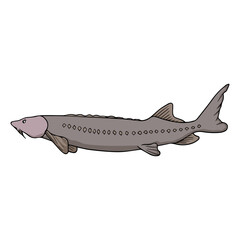 Fototapeta premium sturgeon vector illustration